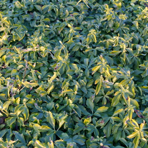 Pachysandra terminalis, erbacea perenne