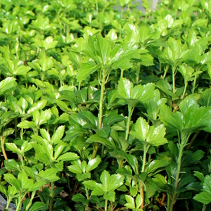 Pachysandra terminalis, erbacea perenne