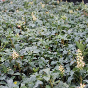 pachysandra terminalis green sheen 01