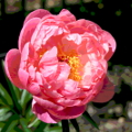 paeonia erbacea coral charm 0