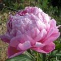 paeonia erbacea dr alexander fleming 0