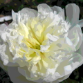 paeonia erbacea duchesse de nemours 0