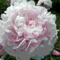 paeonia erbacea sarah bernhardt 0