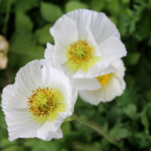 Papaver nudicaule - papavero d'islanda, erbacea perenne