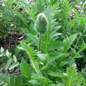 papaver orientalis victoria louise, erbacea perenne
