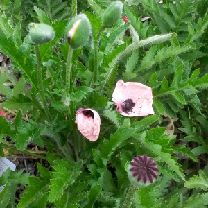 papaver orientalis victoria louise, erbacea perenne