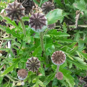 papaver orientalis victoria louise, erbacea perenne
