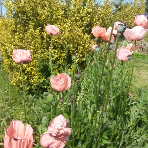 papaver orientalis victoria louise, erbacea perenne