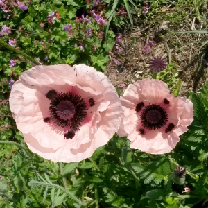 papaver orientalis victoria louise, erbacea perenne