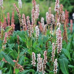 PPE persicaria affinis superba, erbacea perenne