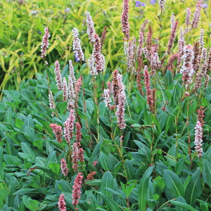  persicaria affinis superba, erbacea perenne