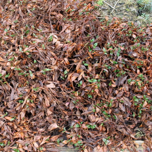  persicaria affinis superba, erbacea perenne