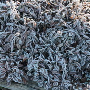  persicaria affinis superba, erbacea perenne