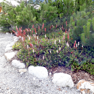 persicaria affinis superba 05