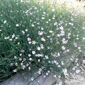 Petrorhagia saxifraga - garofanino spaccasassi, erbacea perenne