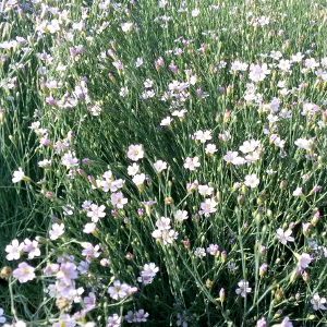 Petrorhagia saxifraga - garofanino spaccasassi, erbacea perenne