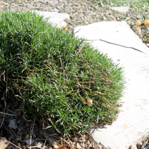 Petrorhagia saxifraga - garofanino spaccasassi, erbacea perenne
