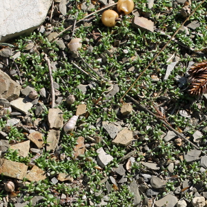 Petrorhagia saxifraga - garofanino spaccasassi, erbacea perenne