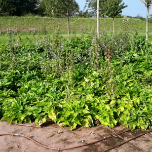 phlomis tuberosa 01