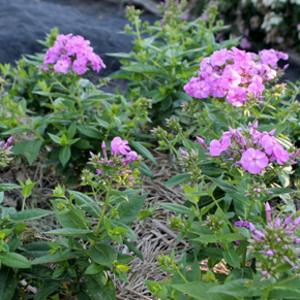 phlox paniculata flame lilac, erbacea perenne