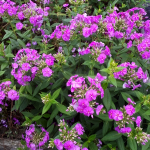 phlox paniculata flame lilac 03