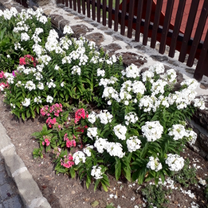 phlox paniculata flame white 01