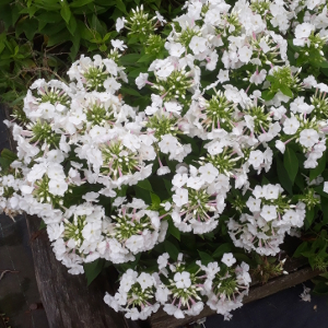 phlox paniculata flame white 02