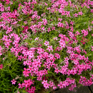 phlox subulata atropurpure, erbacea perenne