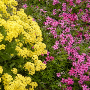 phlox subulata atropurpure, erbacea perenne