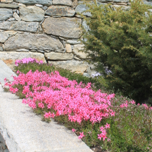 phlox subulata atropurpure, erbacea perenne