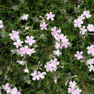 phlox subulata candy stripes, erbacea perenne