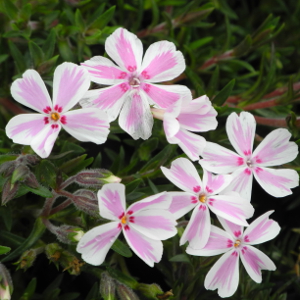 phlox subulata candy stripes, erbacea perenne