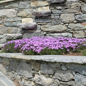 phlox subulata cushion blu, erbacea perenne