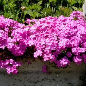 phlox subulata mac daniels, erbacea perenne