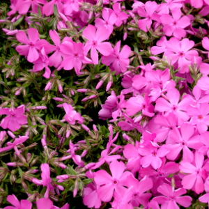 phlox subulata mac daniels, erbacea perenne
