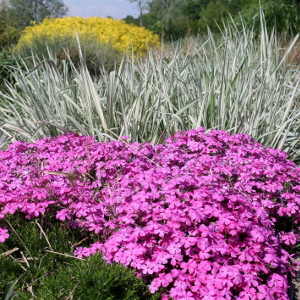 phlox subulata mac daniels 03