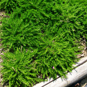phlox subulata mac daniels 05
