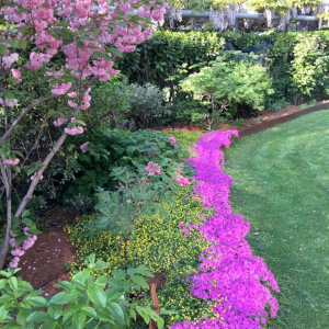 phlox subulata mac daniels 08