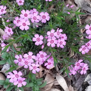 phlox subulata rosa nano, erbacea perenne