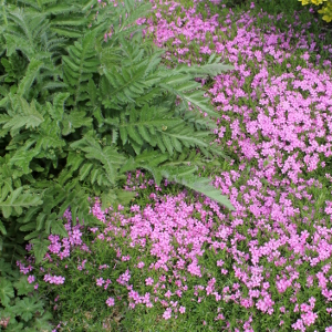 phlox subulata rosa nano, erbacea perenne