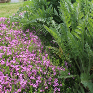 phlox subulata rosa nano, erbacea perenne