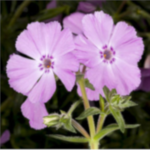 phlox subulata trot pink syngenta 01