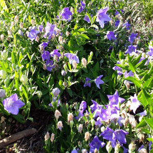 platycodon grandiflorus fuji blue 02
