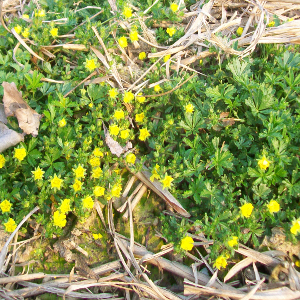 Potentilla neumanniana, erbacea perenne