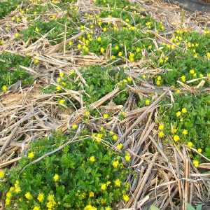 Potentilla neumanniana, erbacea perenne