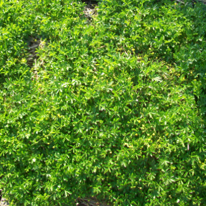 Potentilla neumanniana, erbacea perenne