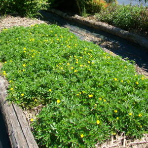 Potentilla neumanniana, erbacea perenne