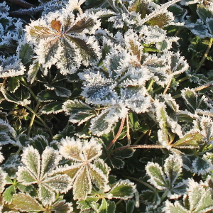 Potentilla neumanniana, erbacea perenne