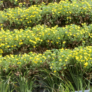 Potentilla neumanniana, erbacea perenne