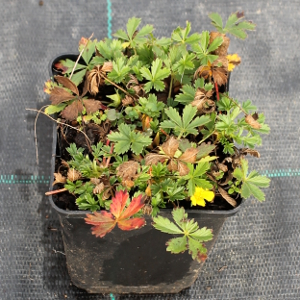 PPEV potentilla neumanniana q910